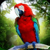 丛林鹦鹉模拟器最新版下载 v1.3.1